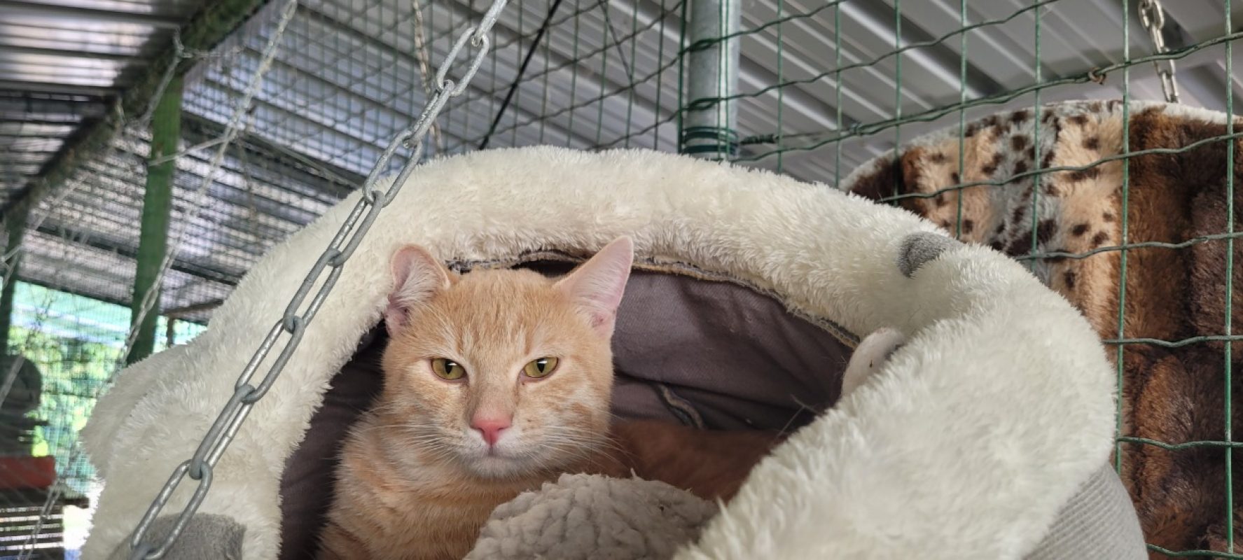 Quantus - Chat Européen à adopter