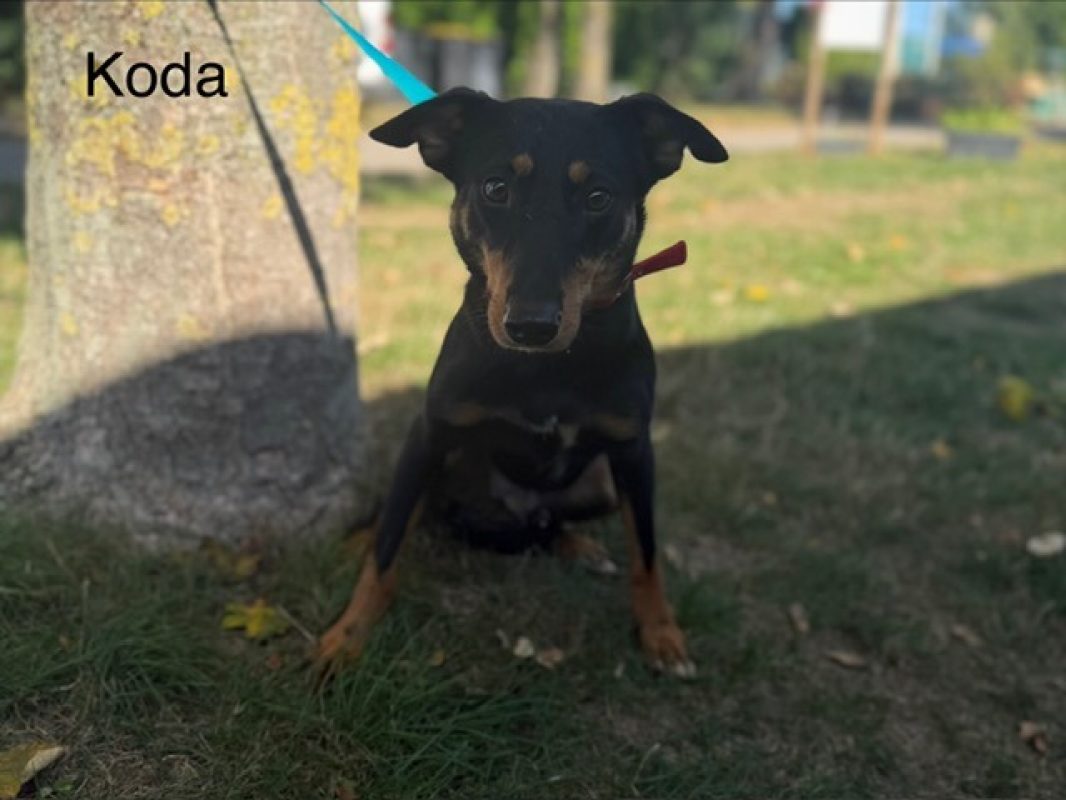 Koda - Chien à adopter