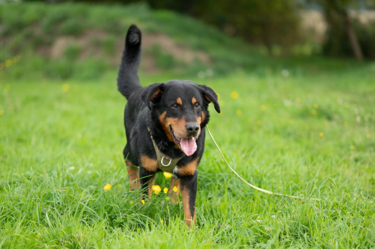 Photo #2 de Galoudec