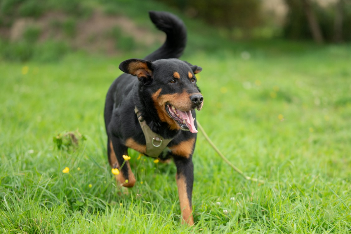 Photo #3 de Galoudec