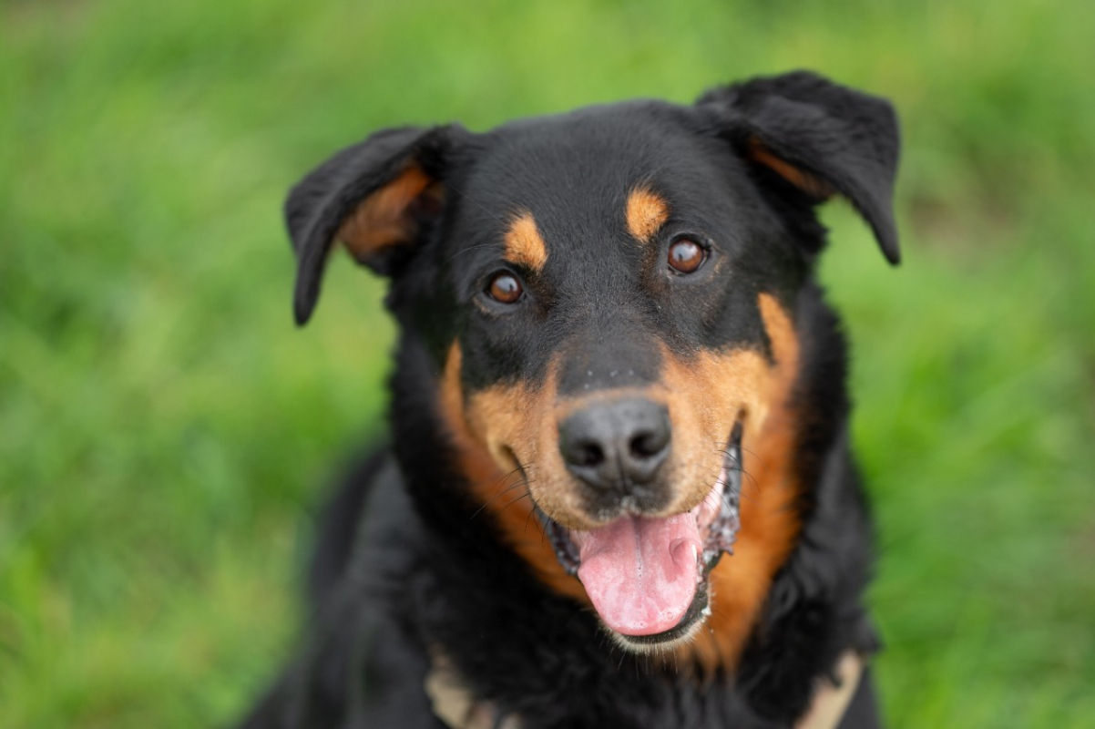 Photo #1 de Galoudec