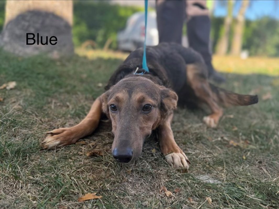 Blue - Chien à adopter