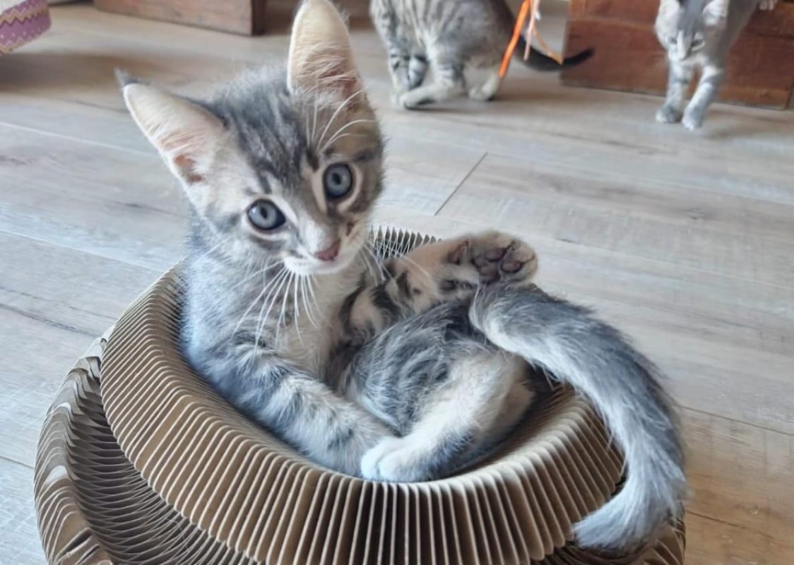 Pingo - Chat Européen à adopter