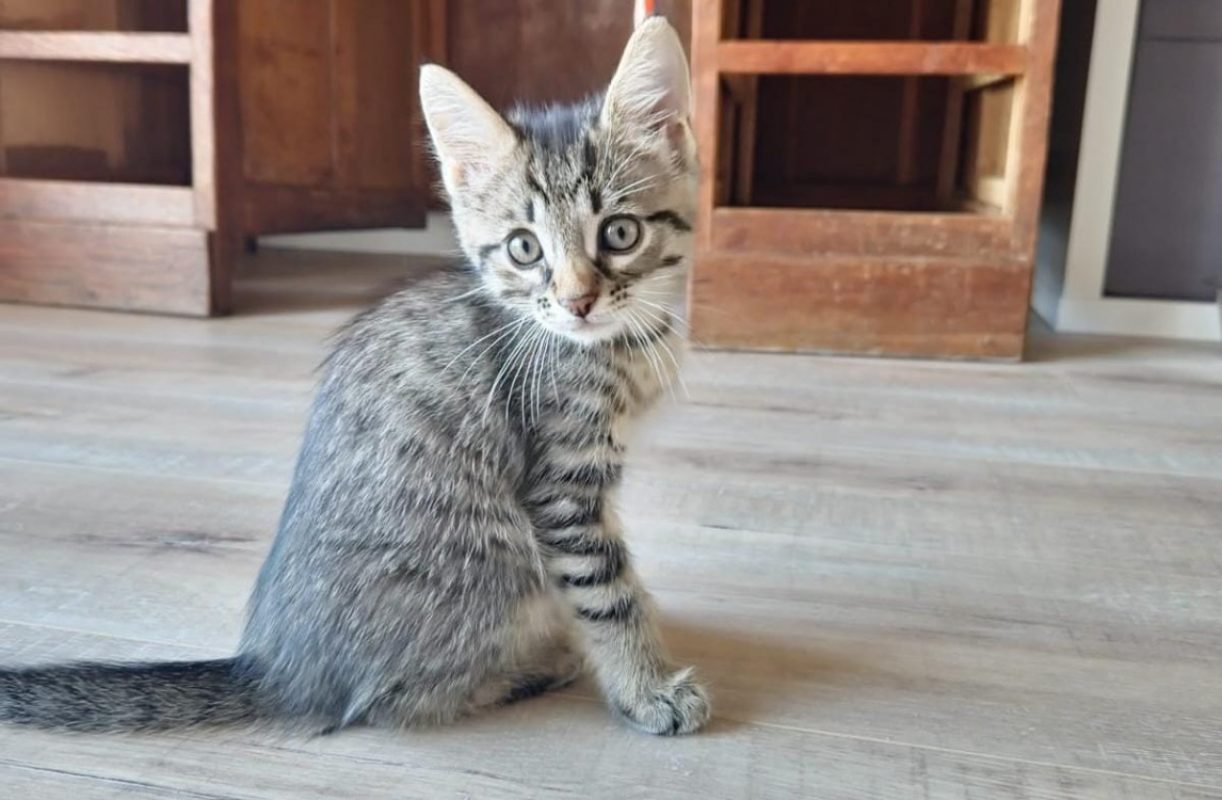 Tigris - Chat Européen à adopter