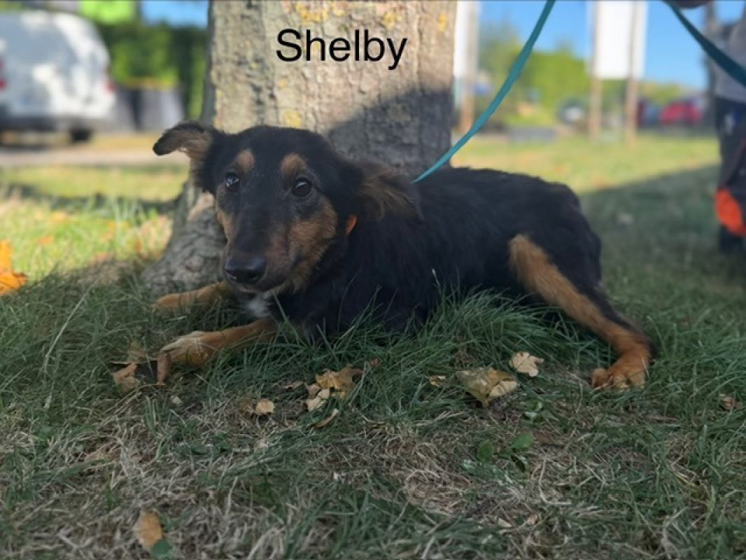 Shelby - Chien à adopter