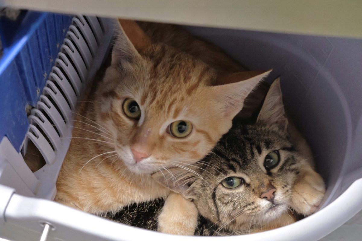 Tomy - Chat Européen à adopter