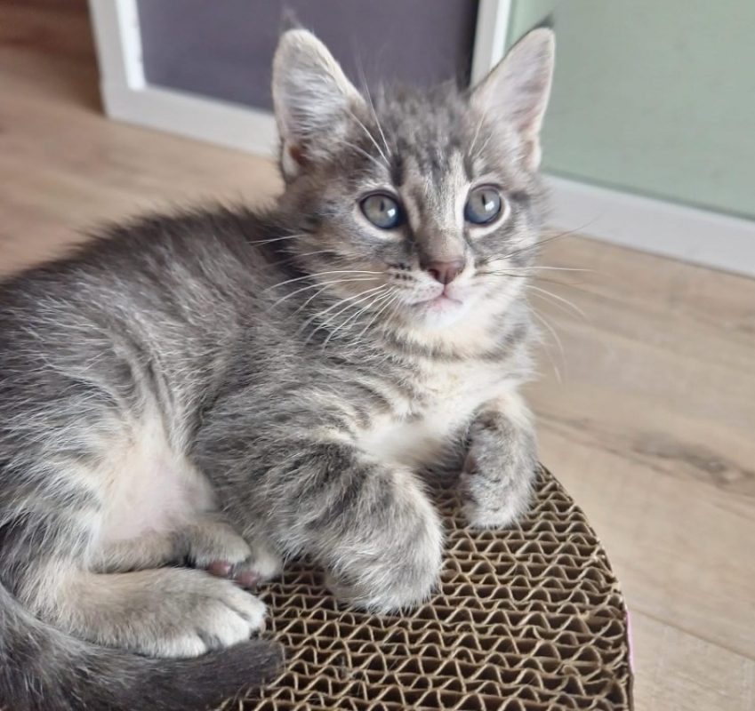 Grisette - Chat Européen à adopter
