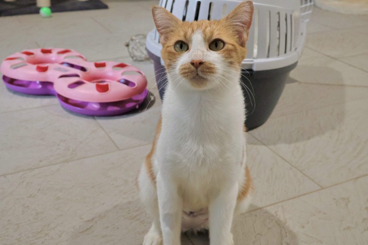 Lavande - Chat Européen à adopter