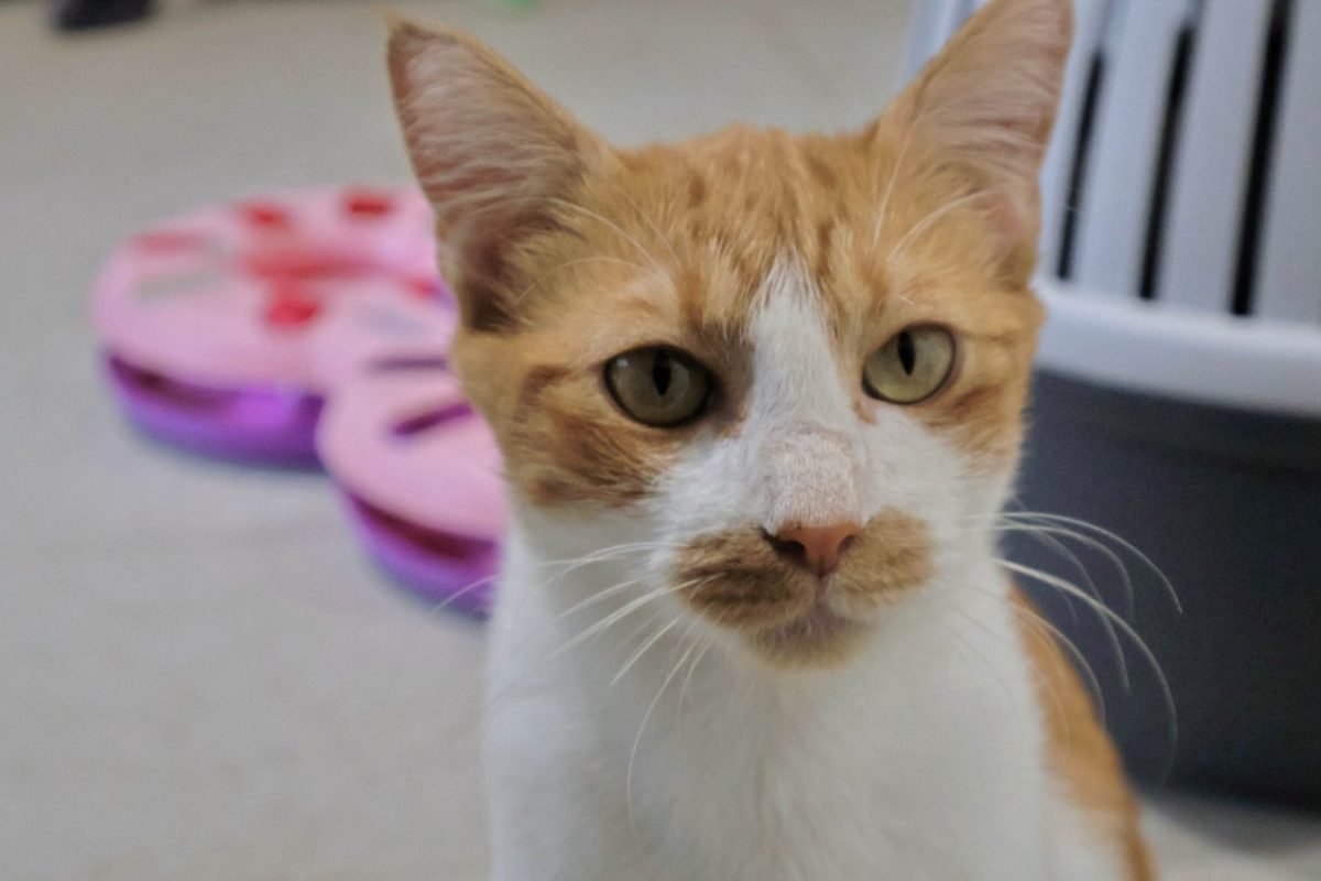 Lavande - Chat Européen à adopter - photo 2