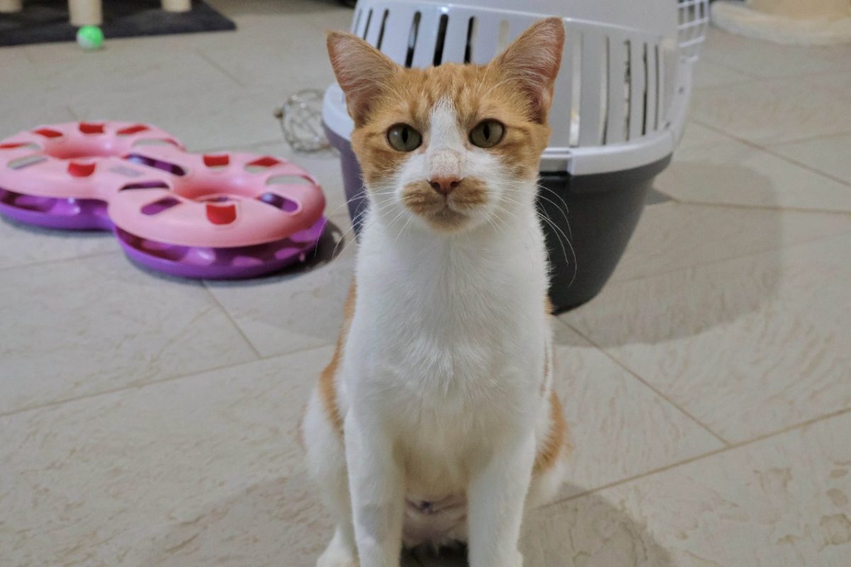 Lavande - Chat Européen à adopter - photo 3