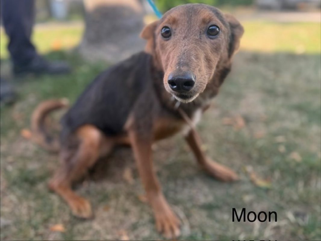 Moon - Chien à adopter