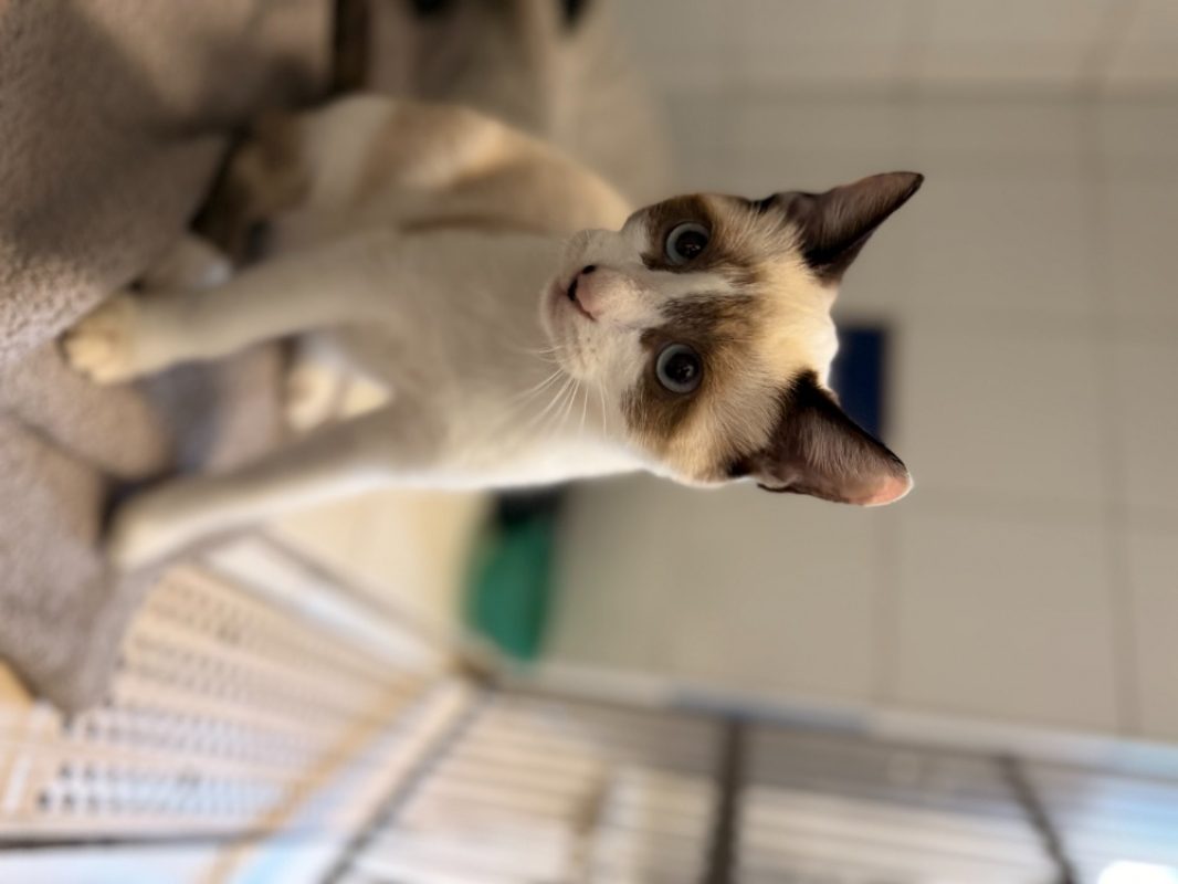 Pomme - Chat Européen à adopter