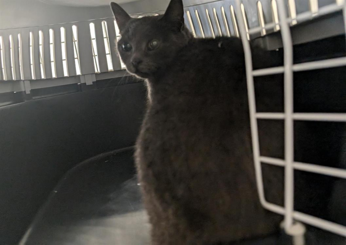 Photo #2 de Mercedes