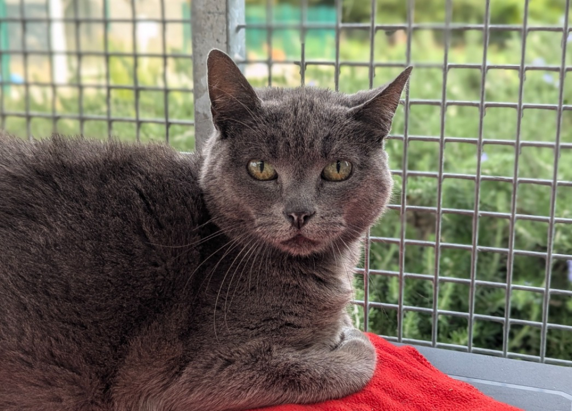 Photo #4 de Mercedes