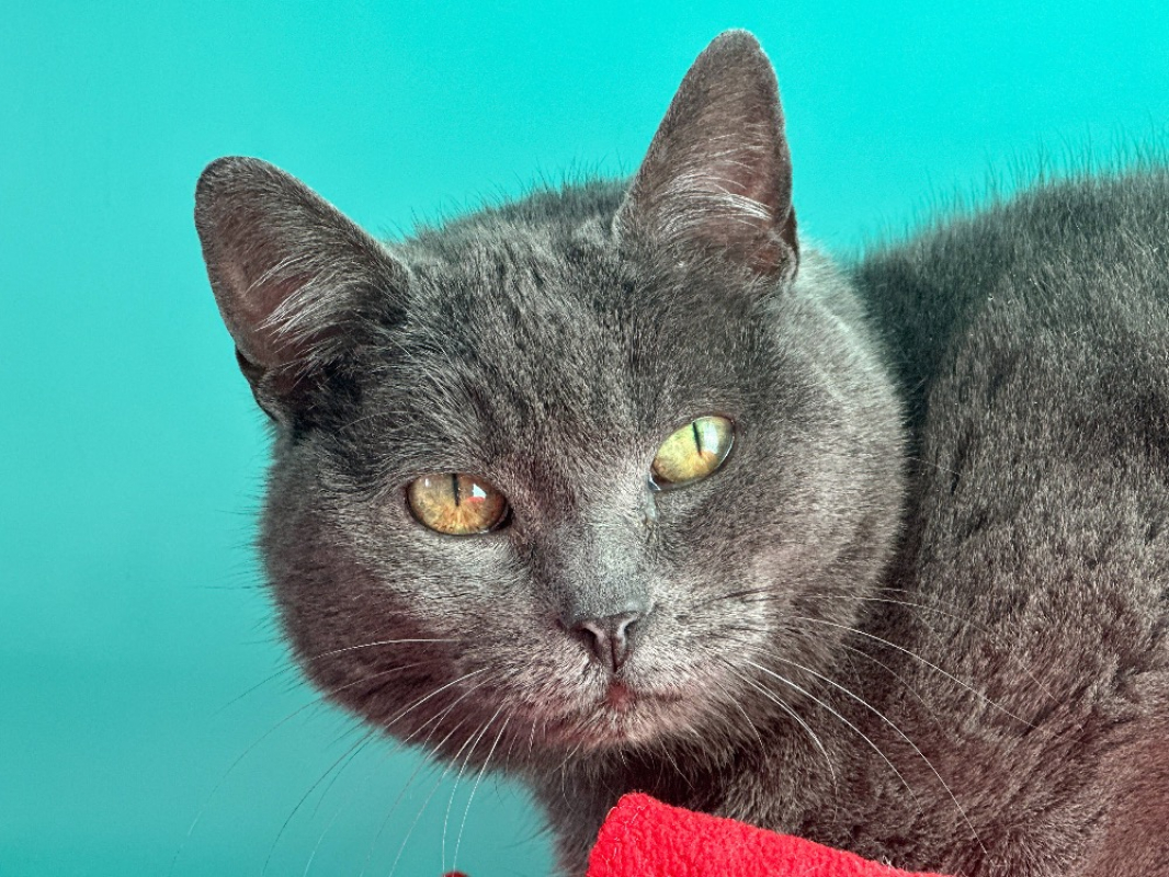 Photo #1 de Mercedes