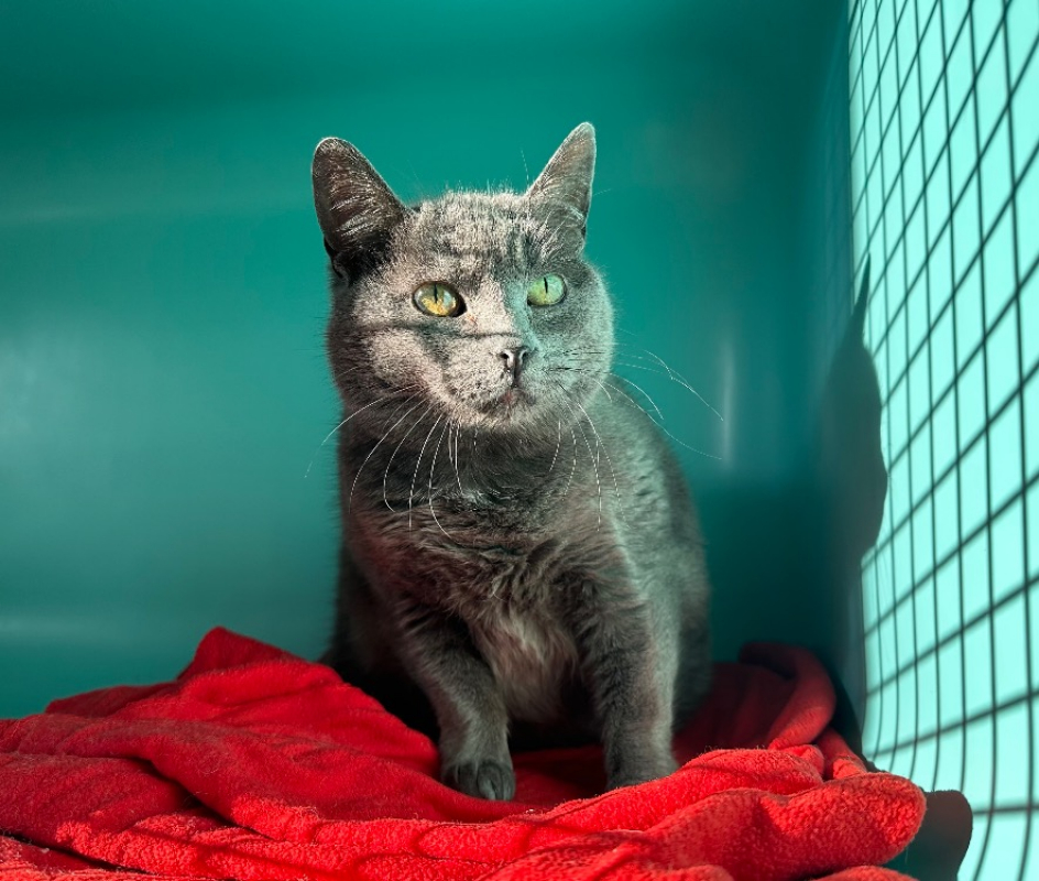 Photo #3 de Mercedes