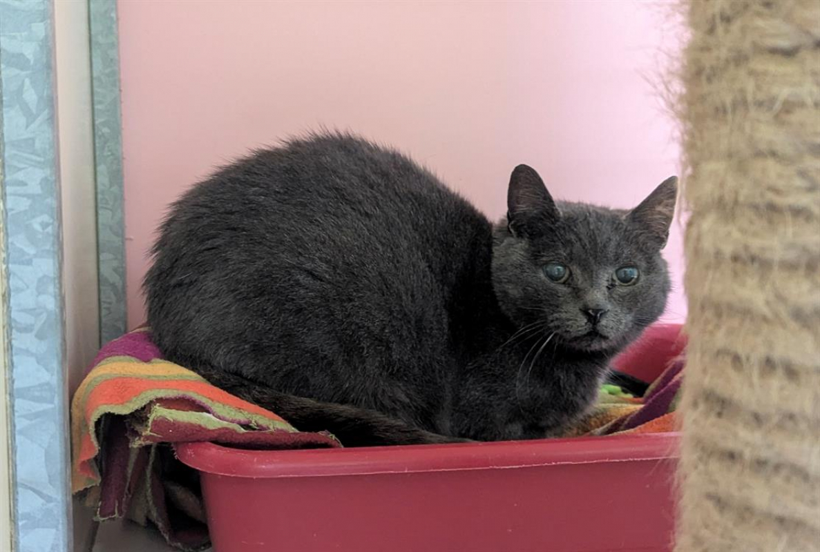 Photo #4 de Mercedes