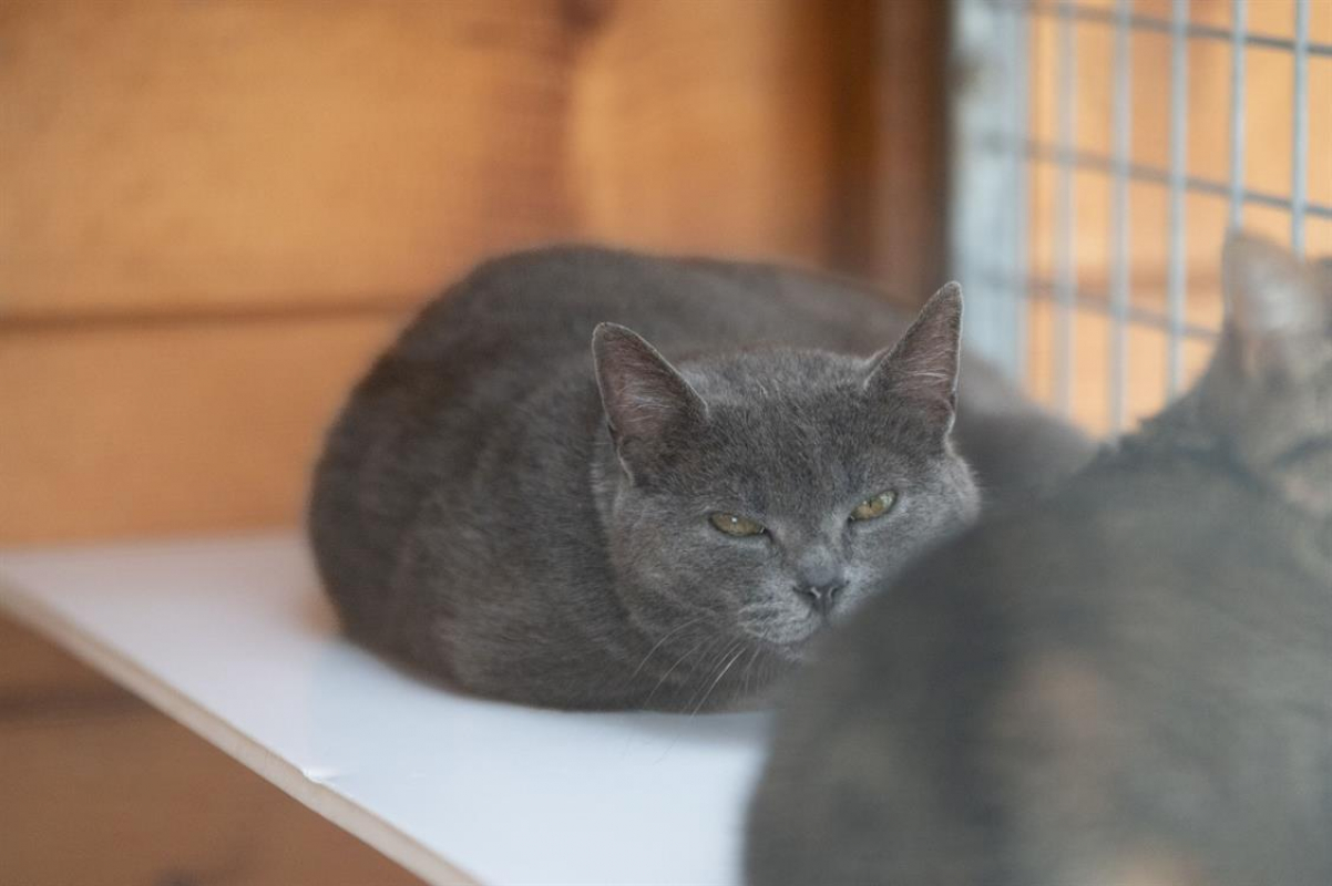 Photo #5 de Mercedes