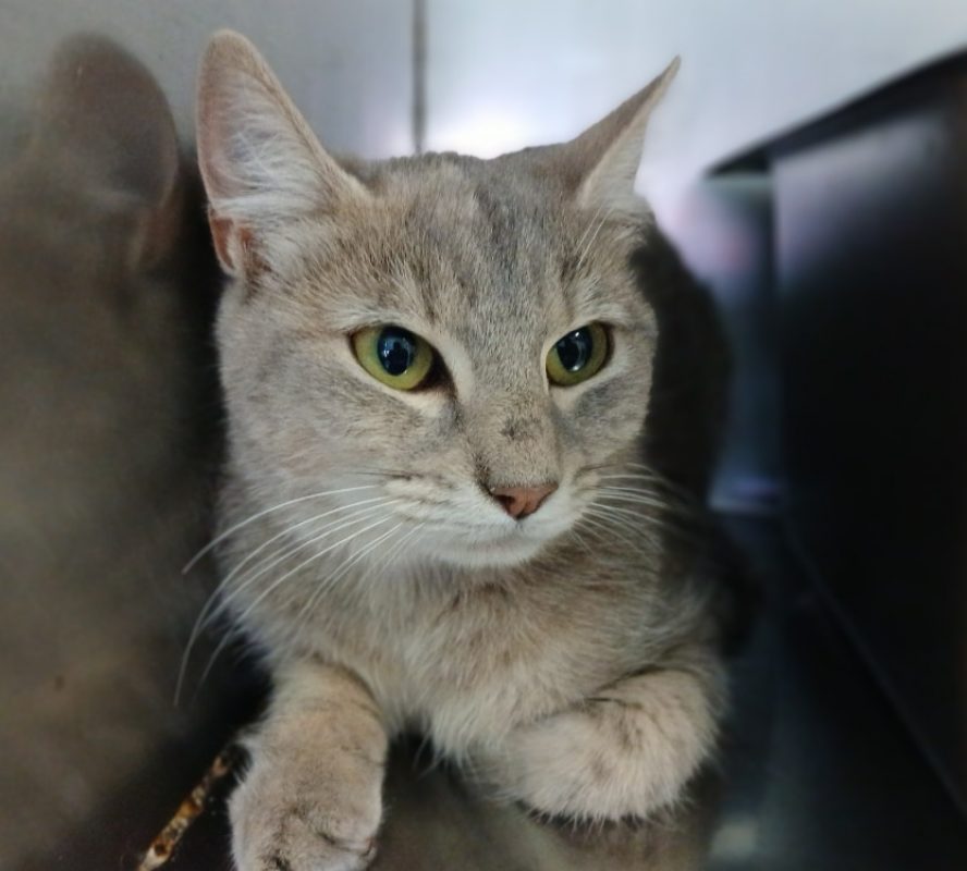 Futé - Chat Européen à adopter