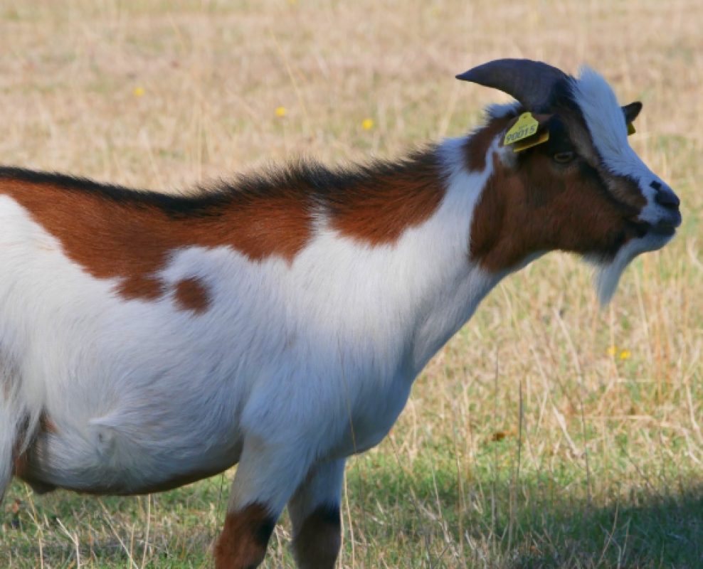 Maroilles - Animal de ferme Bouc à adopter