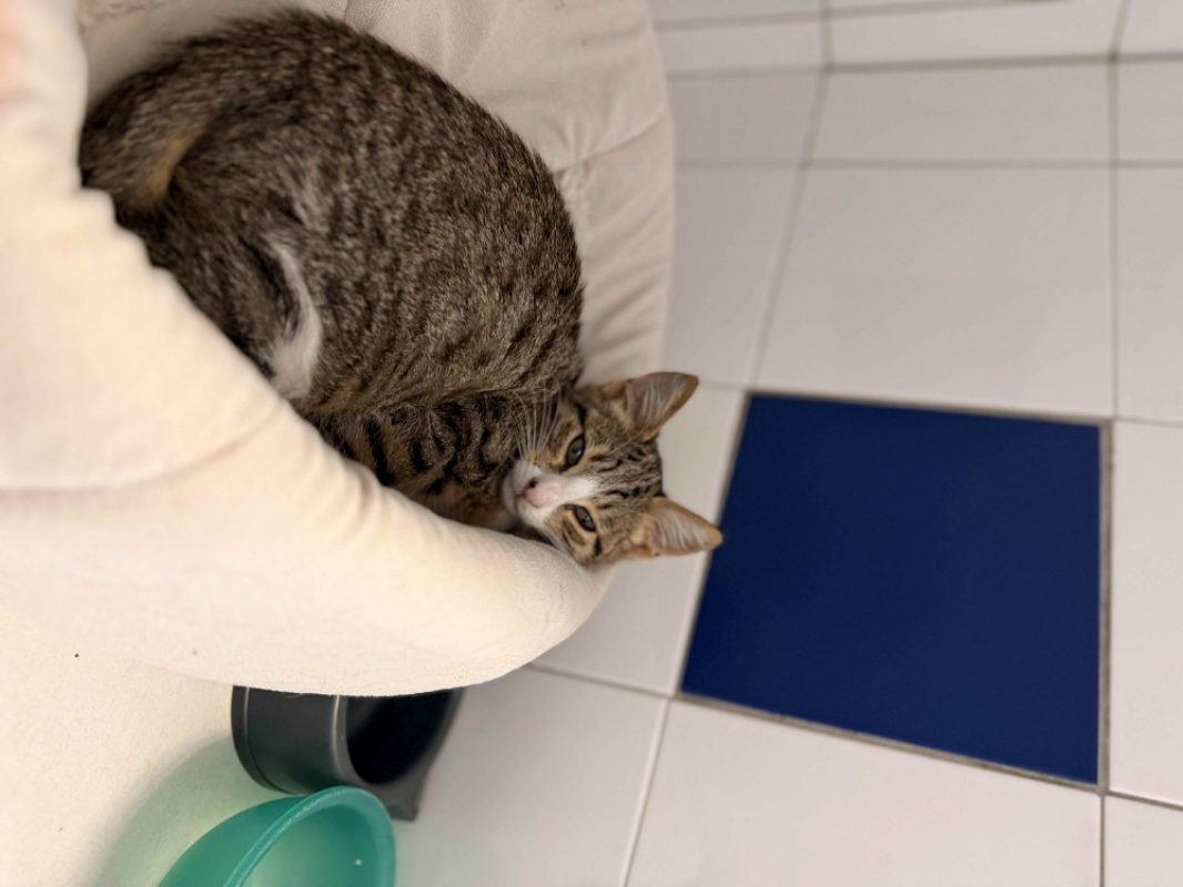 Mario - Chat Européen à adopter