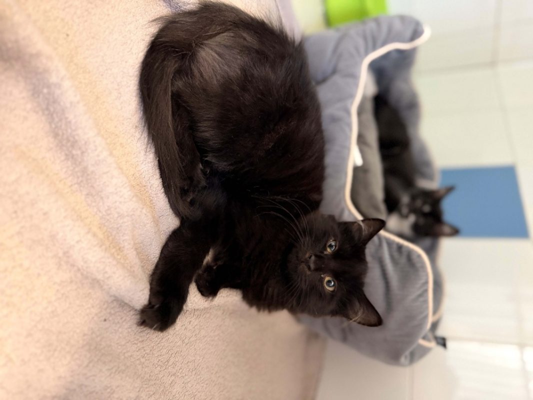 Nox - Chat Européen à adopter
