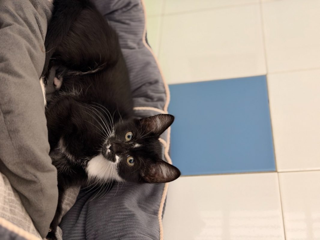 Litchi - Chat Européen à adopter