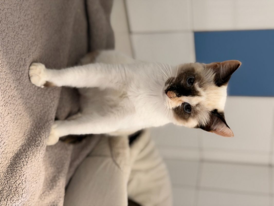 Luigi - Chat Européen à adopter