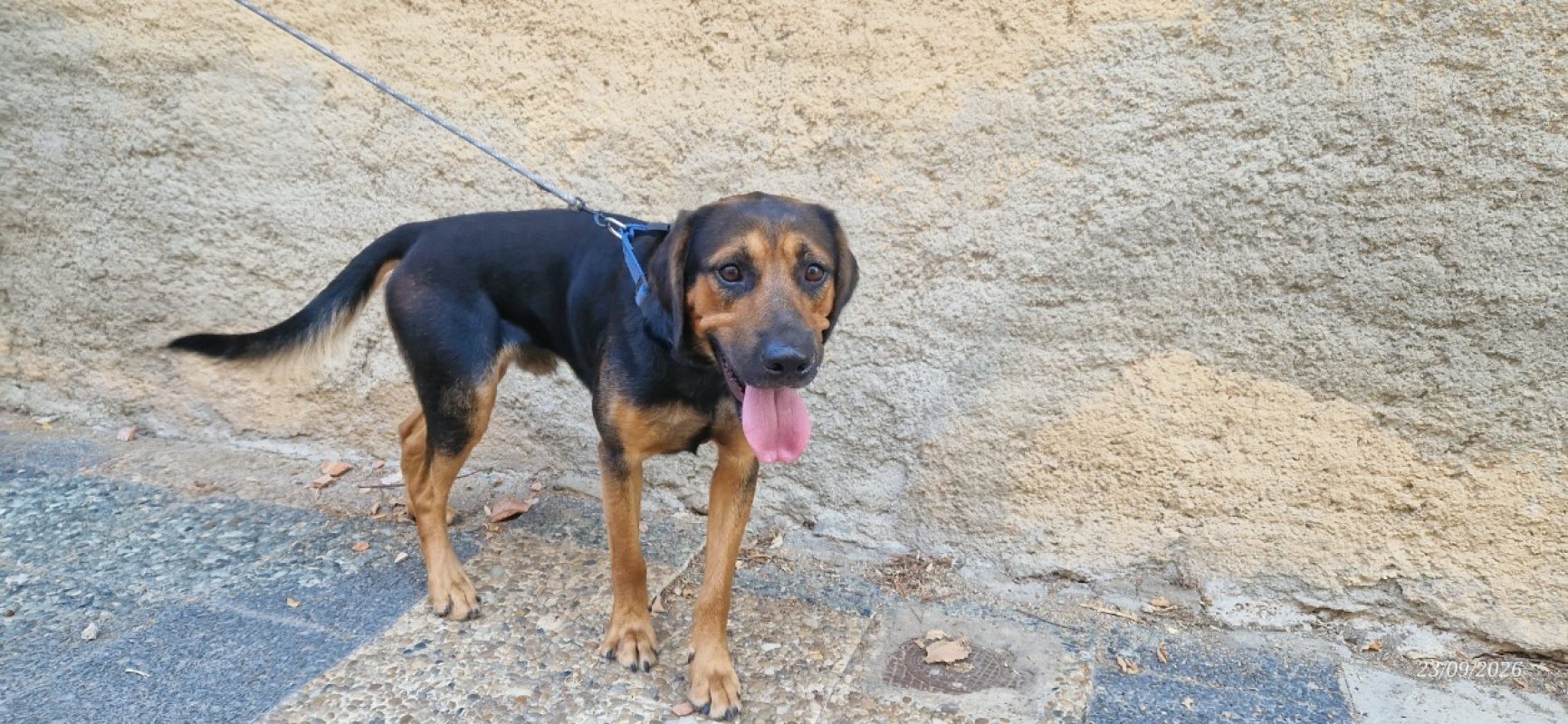 Pango - Chien Beagle à adopter