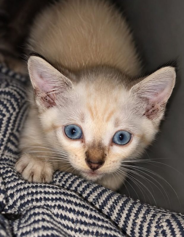 Basura - Chat Européen à adopter - photo 2