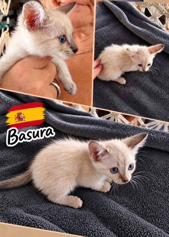 Basura - Chat Européen à adopter