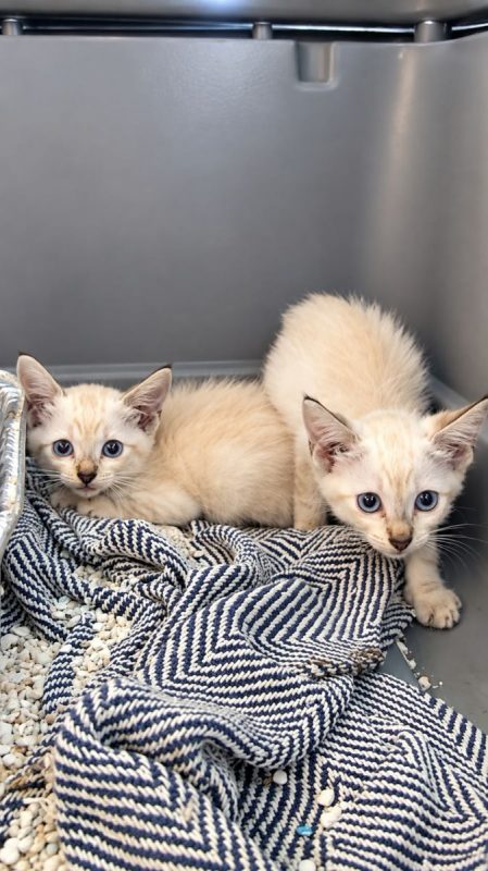 Basura - Chat Européen à adopter - photo 3