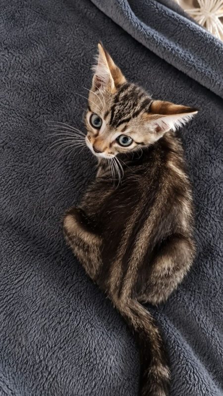 Gomi - Chat à adopter - photo 2