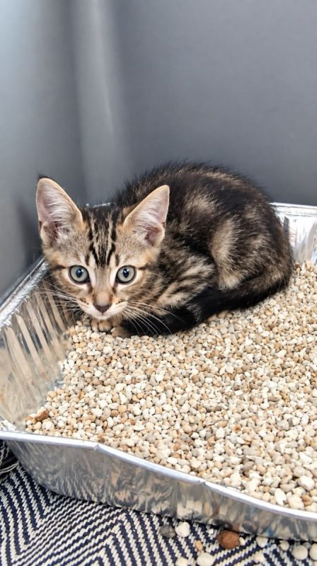 Gomi - Chat à adopter