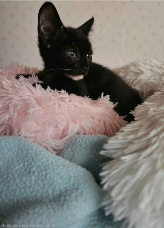 Buba - Chat à adopter - photo 4