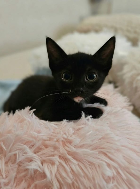 Buba - Chat à adopter - photo 2