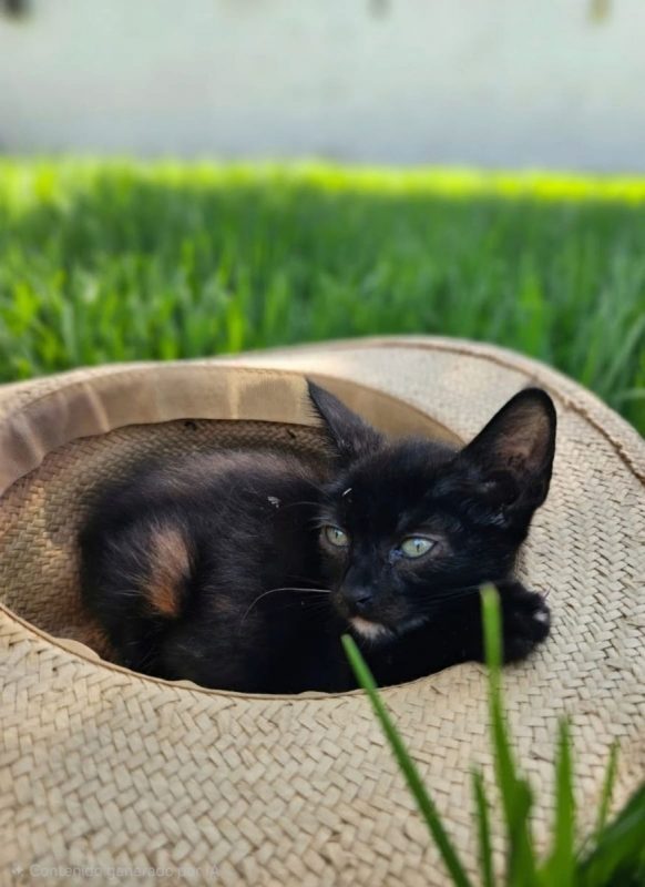 Buba - Chat à adopter
