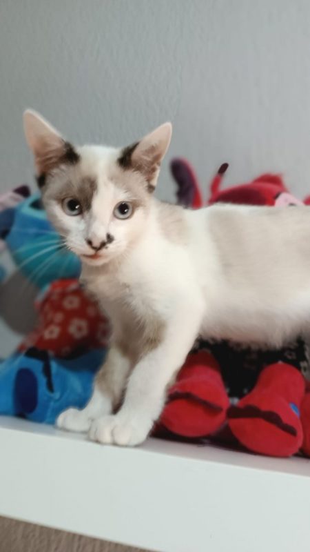 Dastin - Chat Siamois à adopter