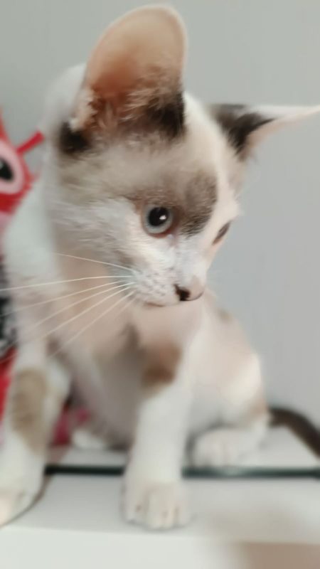 Dastin - Chat Siamois à adopter - photo 3