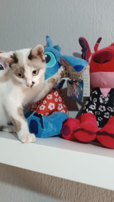 Dastin - Chat Siamois à adopter - photo 5