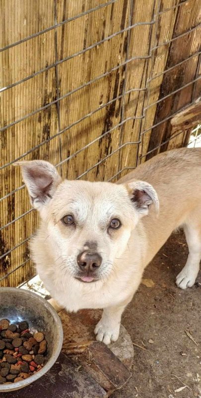 Duke - Chien à adopter