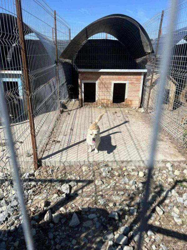 Duke - Chien à adopter - photo 7