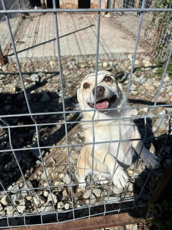 Duke - Chien à adopter - photo 4
