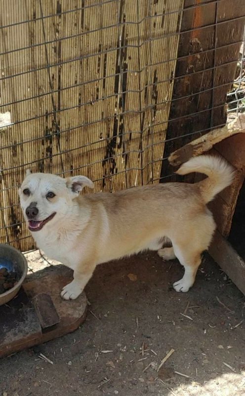 Duke - Chien à adopter - photo 2