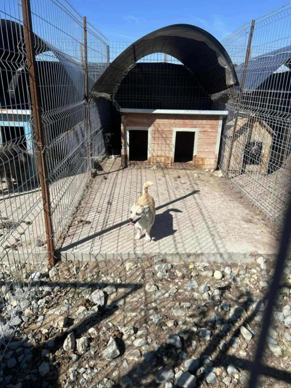 Duke - Chien à adopter - photo 9