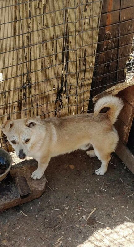 Duke - Chien à adopter - photo 5