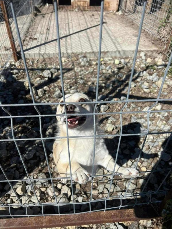 Duke - Chien à adopter - photo 8
