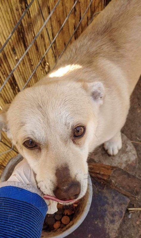 Duke - Chien à adopter - photo 3