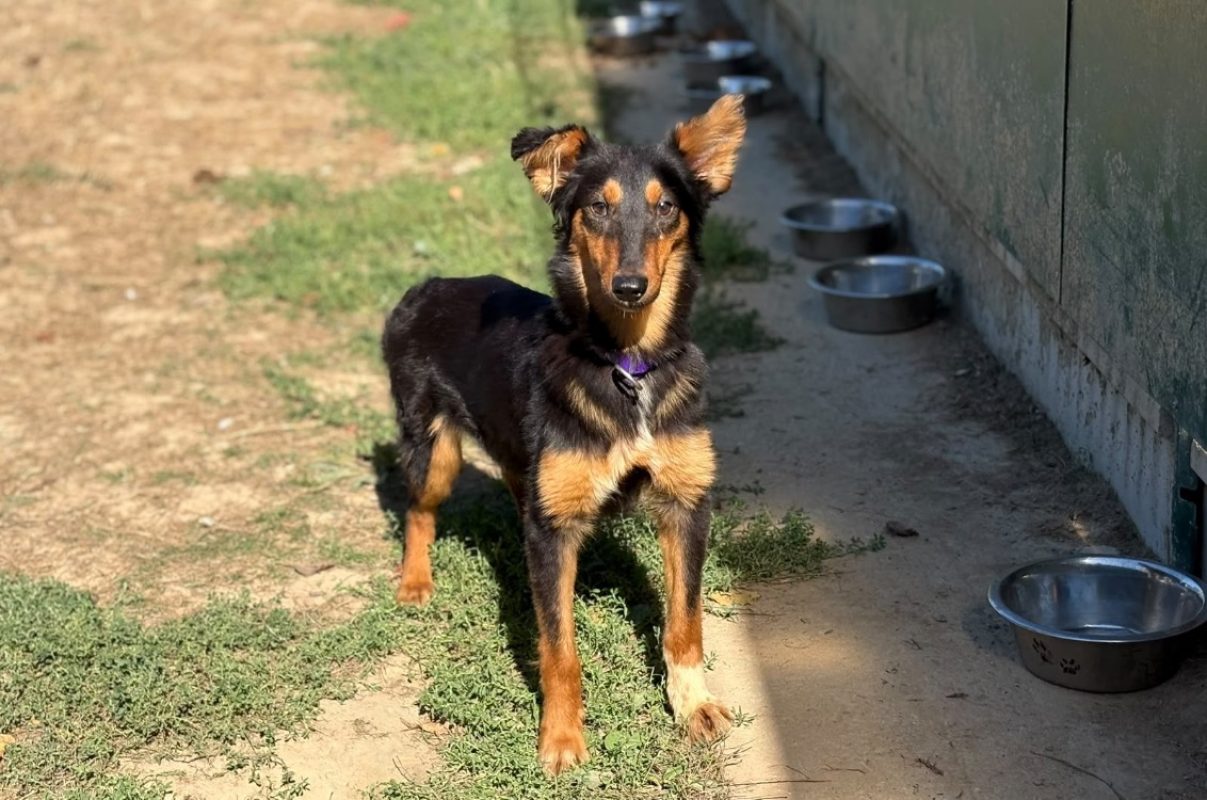 Paille - Chien Berger à adopter