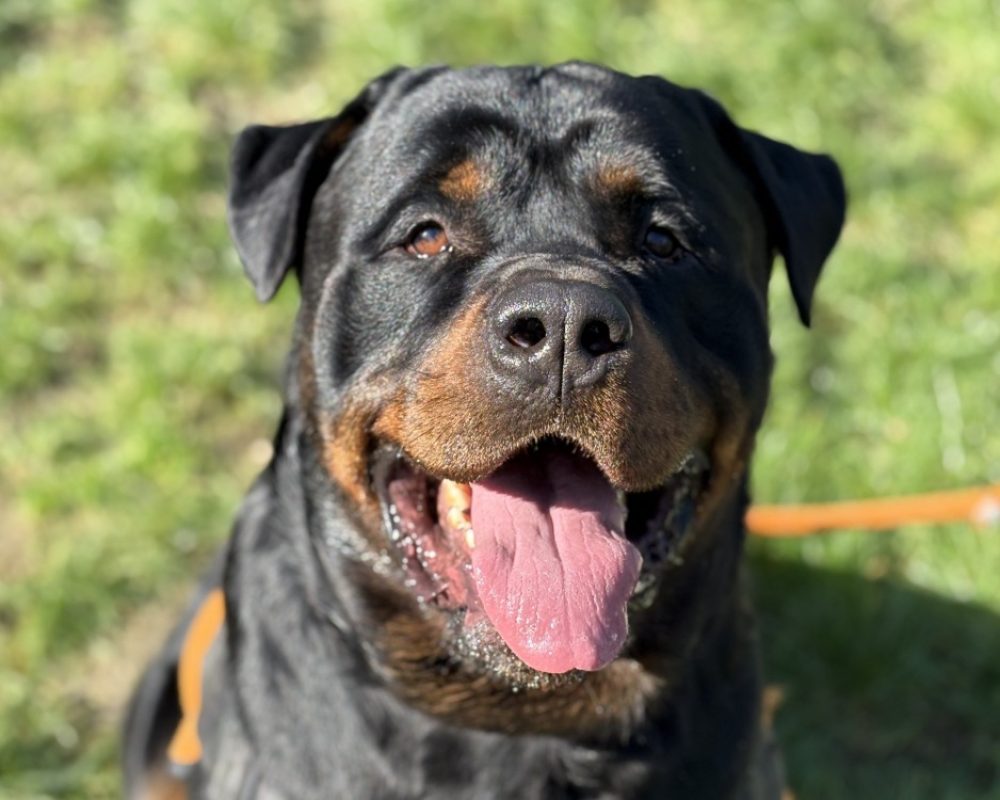 The rock - Chien Rottweiler à adopter